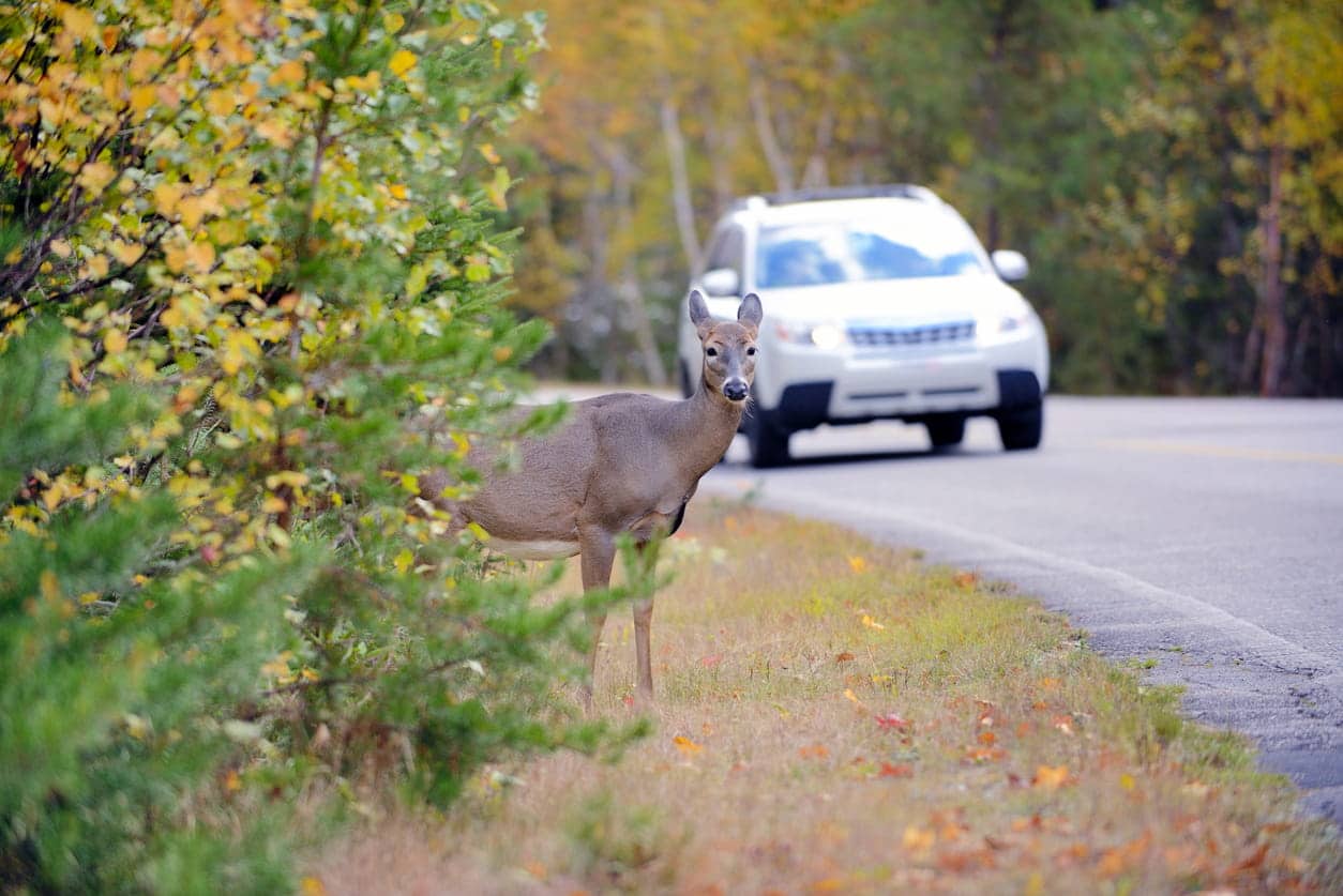 Deer Potentially Causing Auto Accident