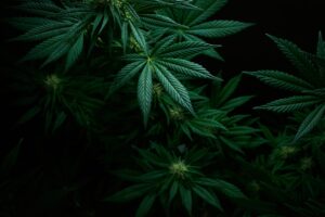Picture of cannabis