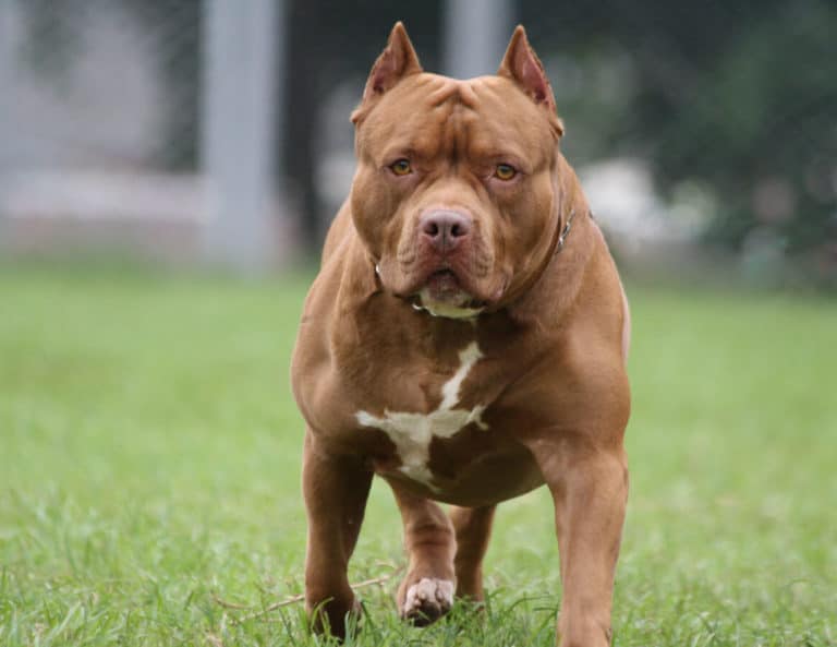 Pitbull dog walking in grass