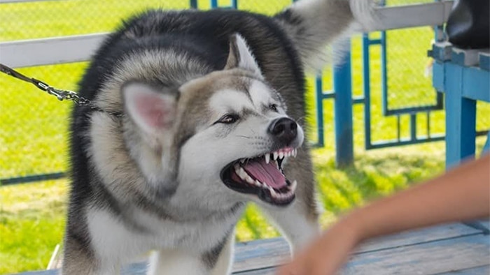Bite-statistics-according-to-dog-breed-2