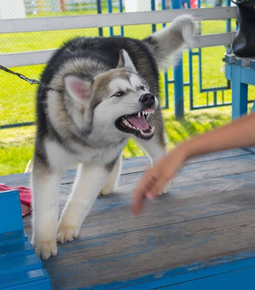 dog-biting-man
