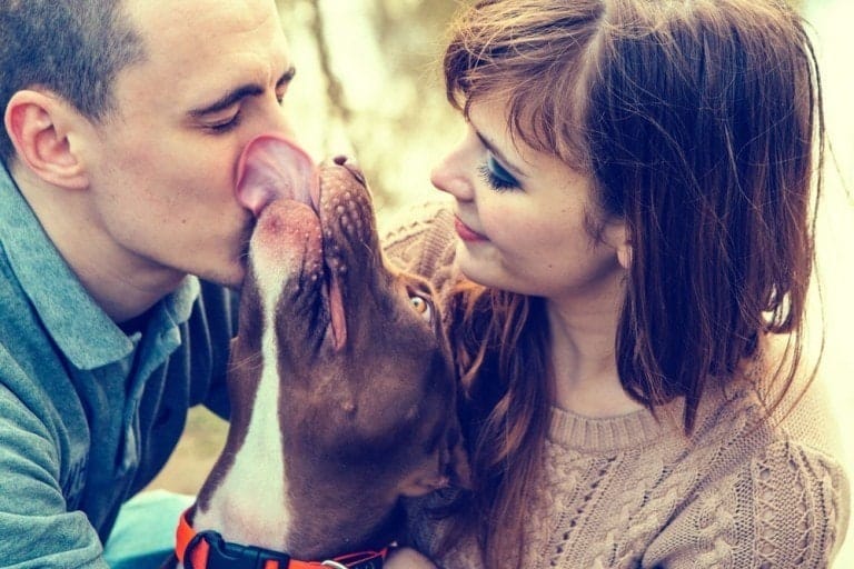 friendly-pit-bull-768x512