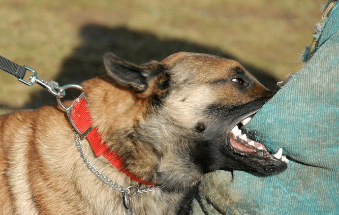Dog bite pictures top