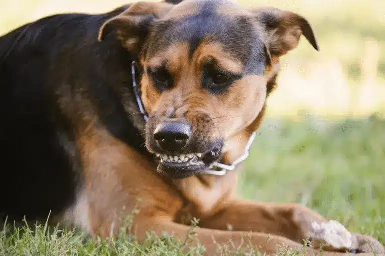 How To Protect Yourself Against A Dog Bite 1 Image 30