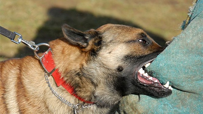 dog biting a bag