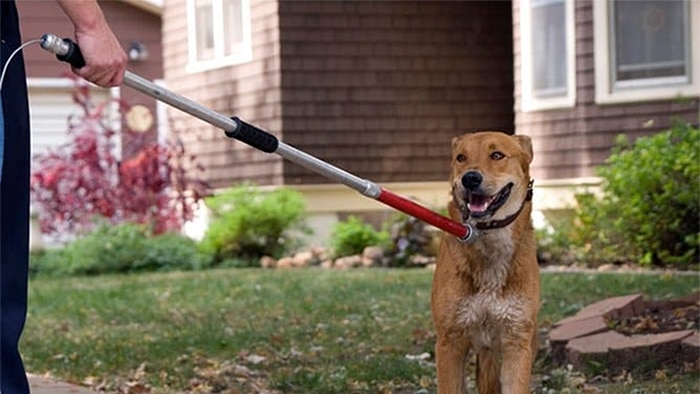 A photo of a brown dog with animal control placing a leash around its neck.