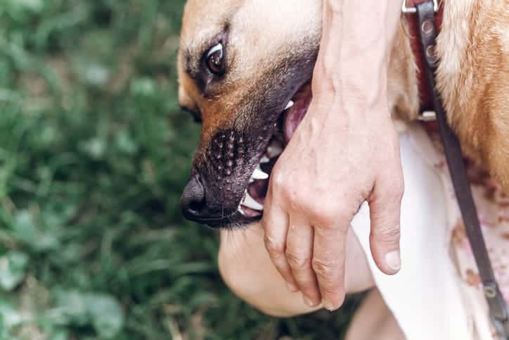 A dog bite victim. The dog is biting an unidentified person's hand.