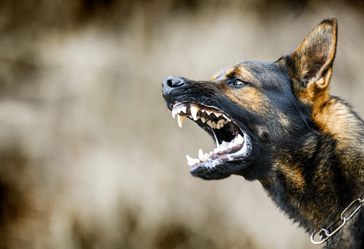 An unhappy, growling dog prior to biting someone.