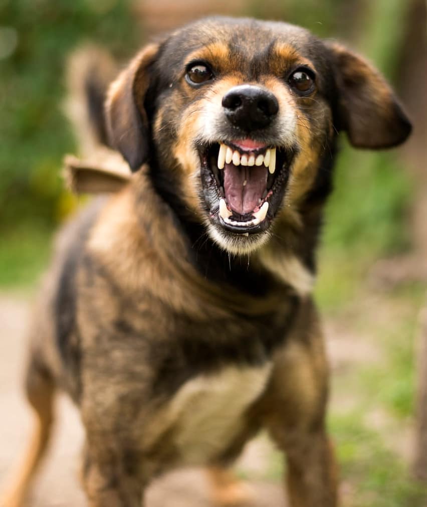 Henderson Dog Bite Attorney 1 An angry dog growling.