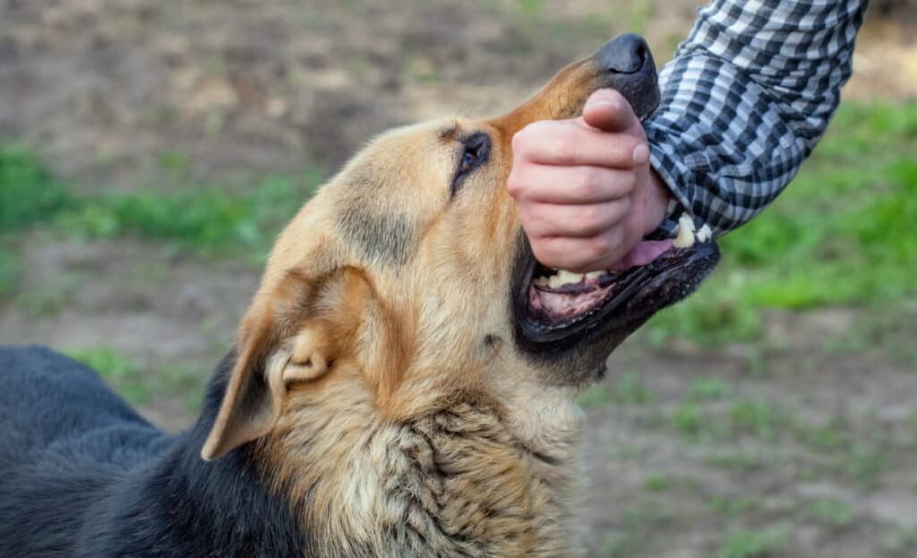 A dog bites a man's arm.