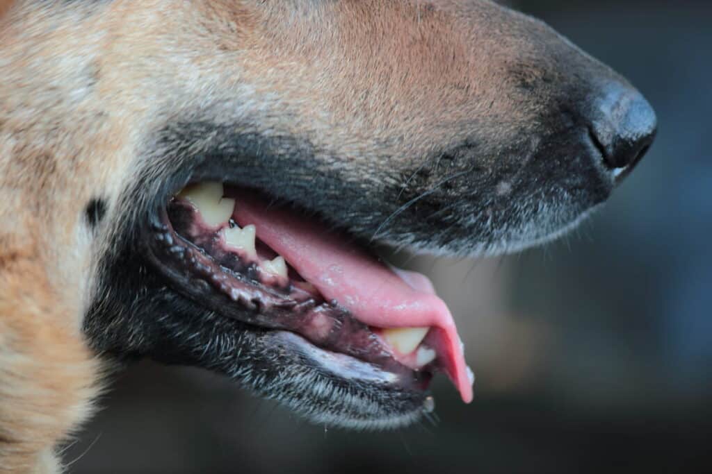 Dog's Teeth