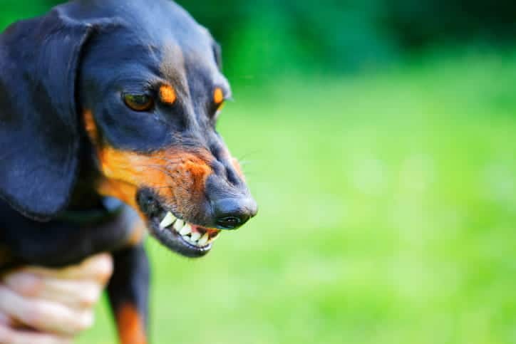 A growling dog, showing its teeth.