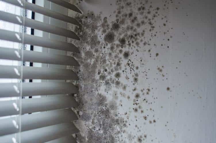 Nevada Mold Injury Lawyer 10 Mold next to a window in an apartment building.